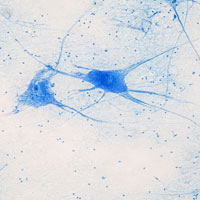 histology of brain